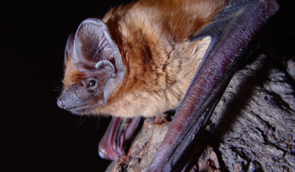 Bild zu Neue Heime für Mauersegler und Fledermaus