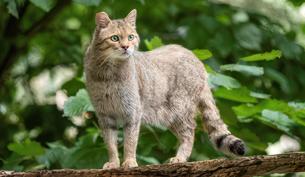 Bild zu Wir machen den Ennert zum Wildkatzenwald
